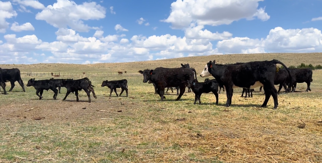45 Black & BWF heifer pairs (1250 # pair) HP513B5